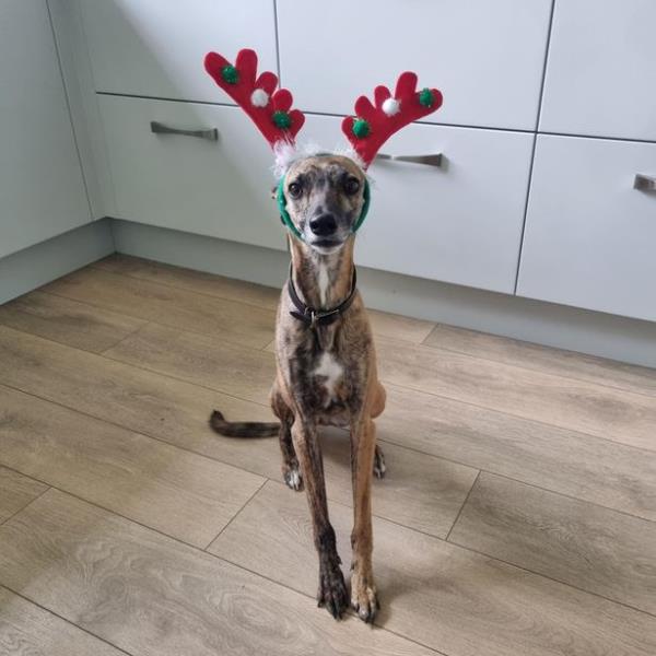 A dog with reindeer antlers